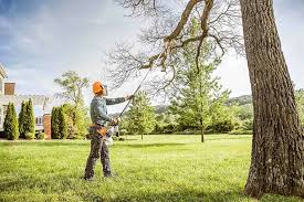 Best Tree Risk Assessment  in Healdsburg, CA