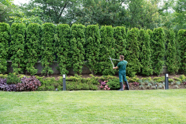 Tree and Shrub Care in Healdsburg, CA