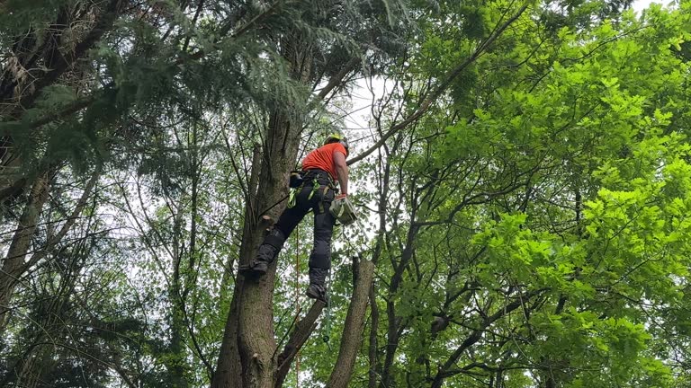 How Our Tree Care Process Works  in  Healdsburg, CA