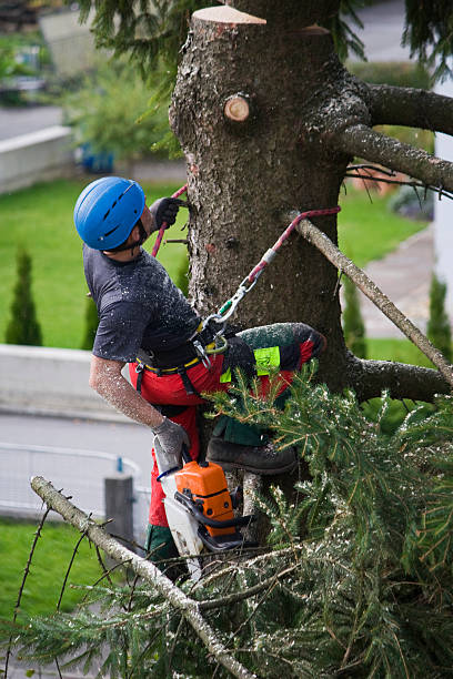 Best Stump Grinding and Removal  in Healdsburg, CA