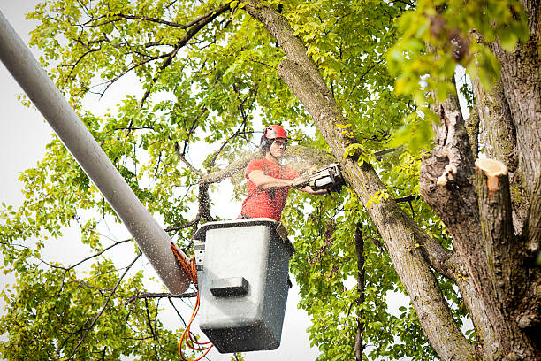 Best Seasonal Cleanup (Spring/Fall)  in Healdsburg, CA