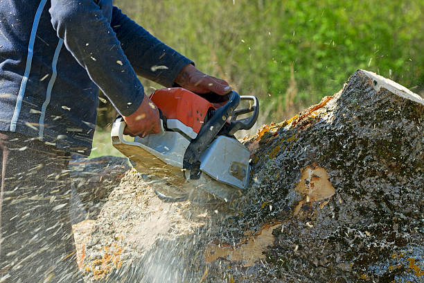 Trusted Healdsburg, CA Tree Removal Experts